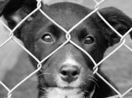 закон о содержании домашних животных