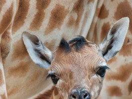 маленький жираф