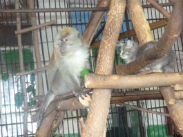 в Омской области подружились кошка Муся и обезьяна Кузя