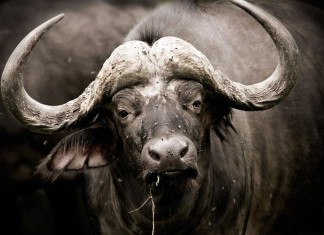 самый дорогой в мире буйвол
