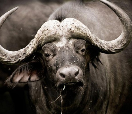 самый дорогой в мире буйвол