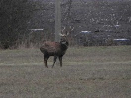 олени в Гродненской области