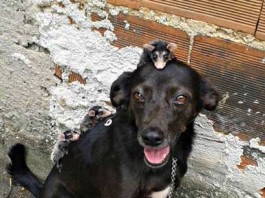 собака взяла опеку над опоссумами