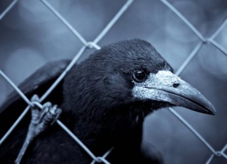 Ученые выяснили, что вороны склонны к эмпатии