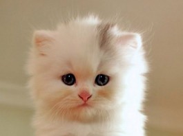 Как котики влияют на людей