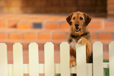 собака и забор