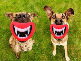 игрушка для собак "дьявольские губки"