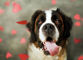 5 признаков собачьей любви