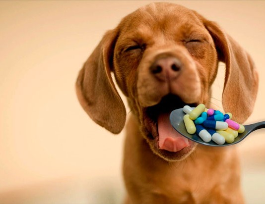 как дать таблетки коту или собаке