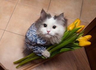 7 признаков кошачьей любви