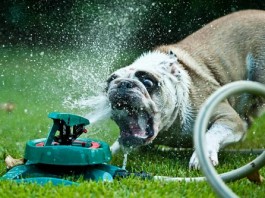 как спасти животное от жары