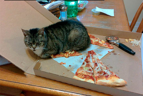 cat-logic-pizza