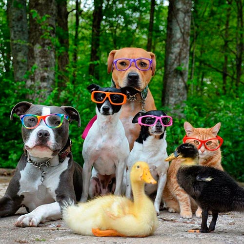 unusual-animal-friendship-dogs-cat-ducks-kasey-and-her-pack-15a
