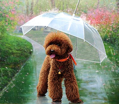 зонтик для собак