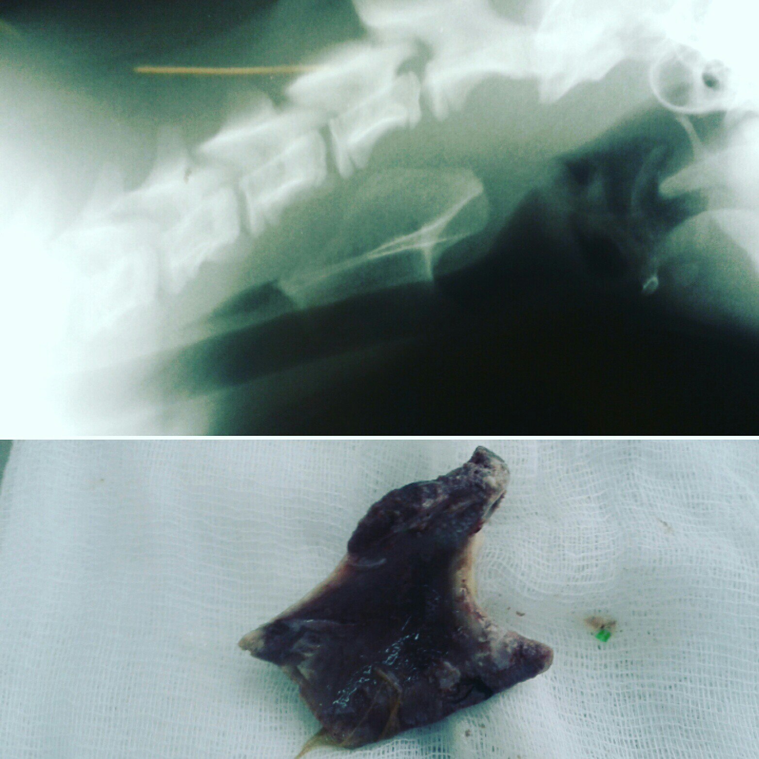 Кусок куриной кости, застрявший в пищеводе собаки породы хаски (на рентгене) и этот же кусок кости, но уже извлечённый путём оперативного вмешательства.