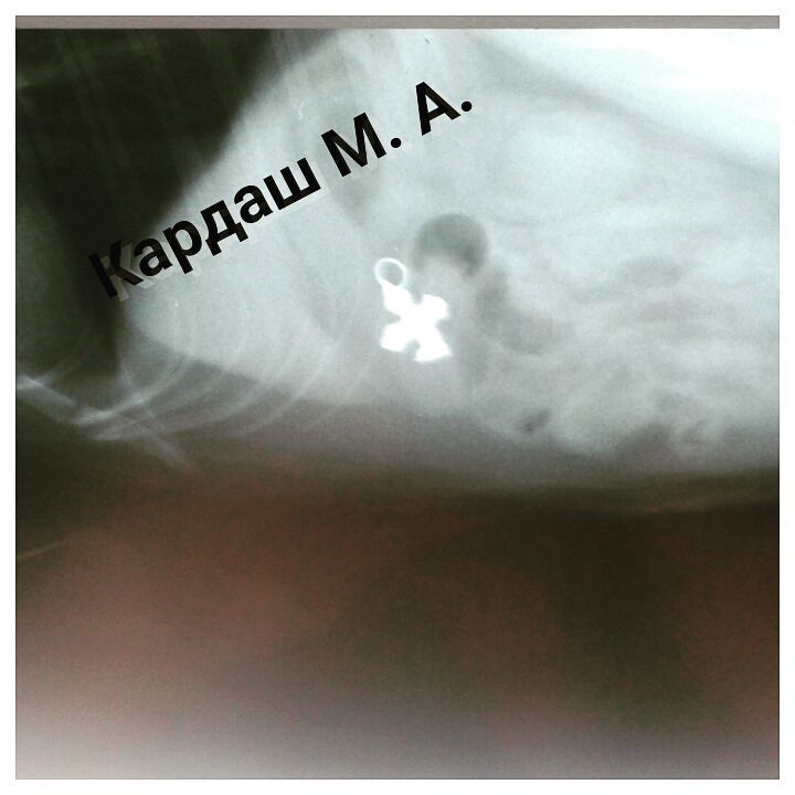 Серебряный крестик отчётливо виден на рентгеновском снимке кота.