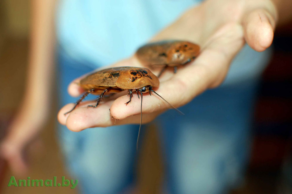 Тараканы Архимандриты - в живой природе встречаются на Коста-Рике и Панаме. Взрослые особи достигают 7-8 см в длину.