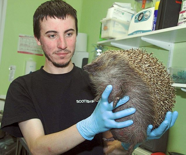 Zeppelin a hedgehog suffering from 'balloon syndrome' with Stuart Loch at the National Wildlife Rescue Centre in Fishcross, Clackmannanshire. See Centre Press story CPBALL; A hedgehog blown up like a BEACH BALL has been rescued after it was diagnosed with a severe case of balloon syndrome. The male hedgehog -- which had inflated to twice its size -- was found wandering beside a road by a concerned member of the public. Shocked animal welfare officers said the animal "resembled a beach wall" after being discovered near Shotts, Lanarkshire, on Sunday 23 July. The hedgehog was eventually diagnosed with the rare "balloon syndrome", caused by gas collecting under the skin. And he was thankfully deflated by staff working for the Scottish SPCA who have since named him Zeppelin - after a type of rigid airship.