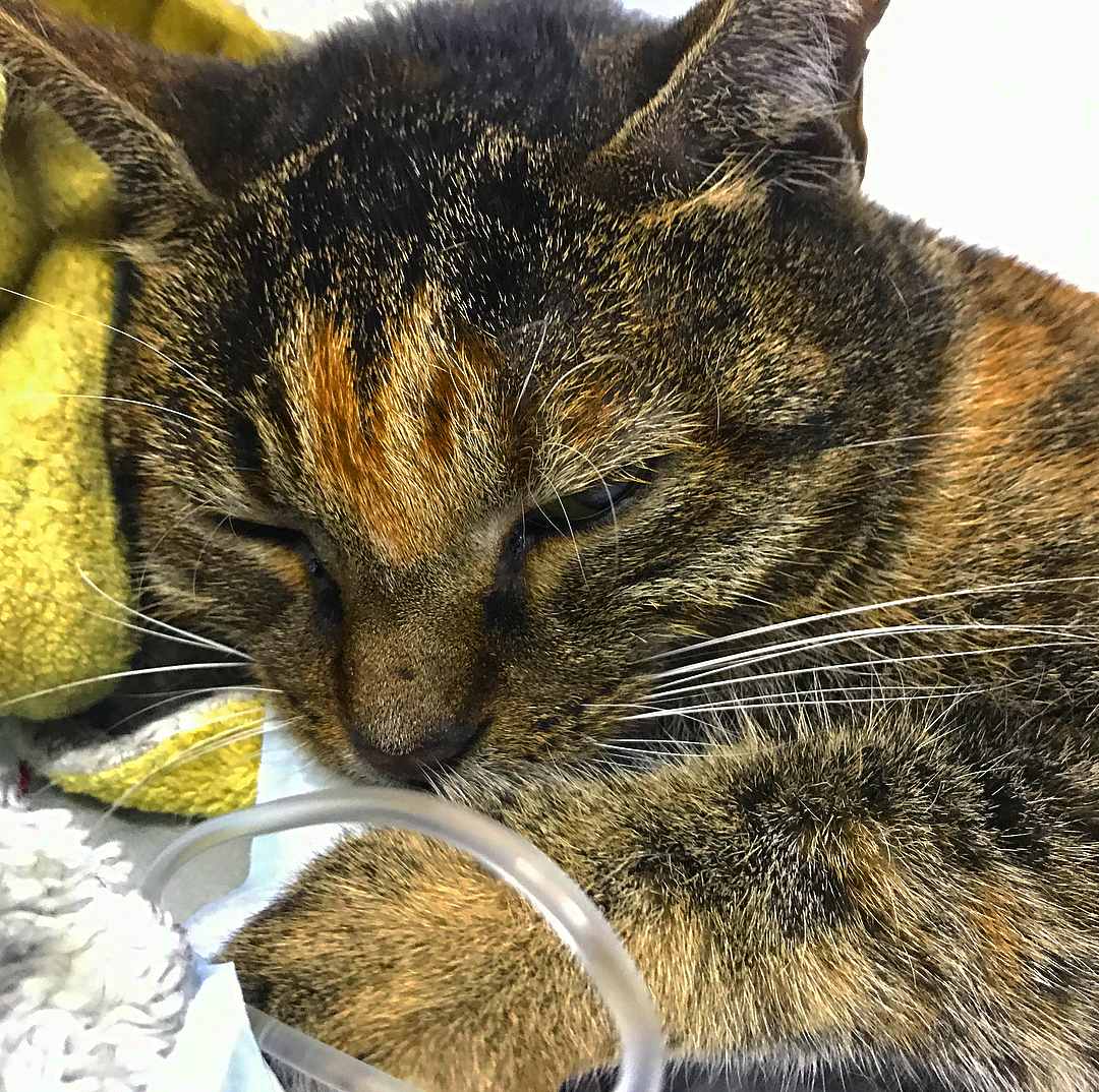 Госпитализированная кошка Дуся, которая до недавнего времени находилась в тяжёлом состоянии. Фото из инстаграма catsmuseum.