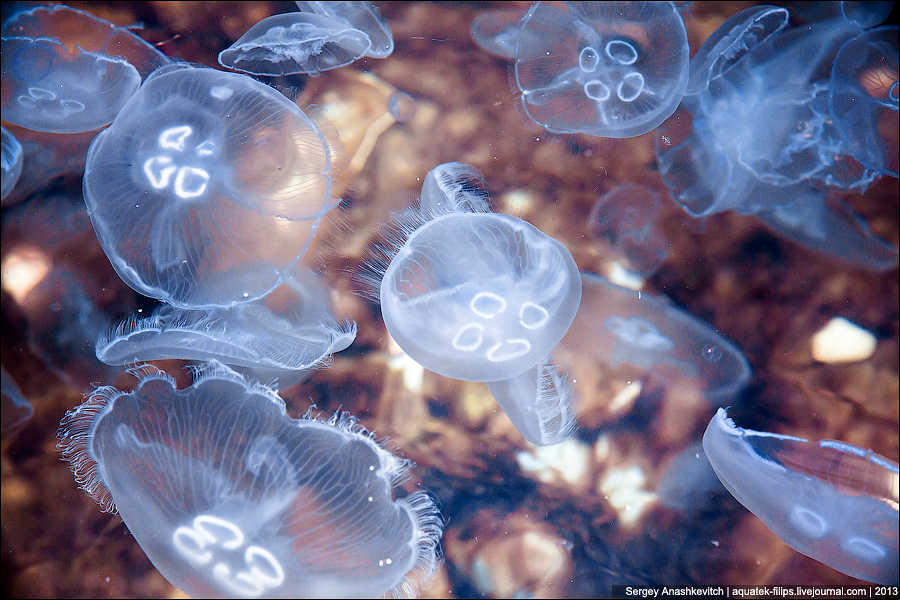 Нашествие медуз в Балаклавской бухте, март 2013