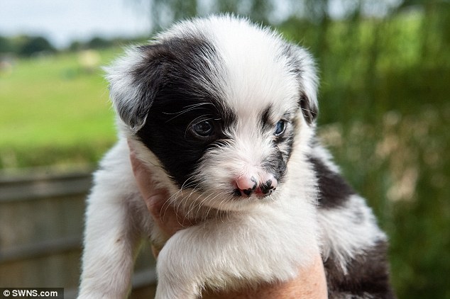 В Великобритании родился щенок колли с двойным носом - Animal.by