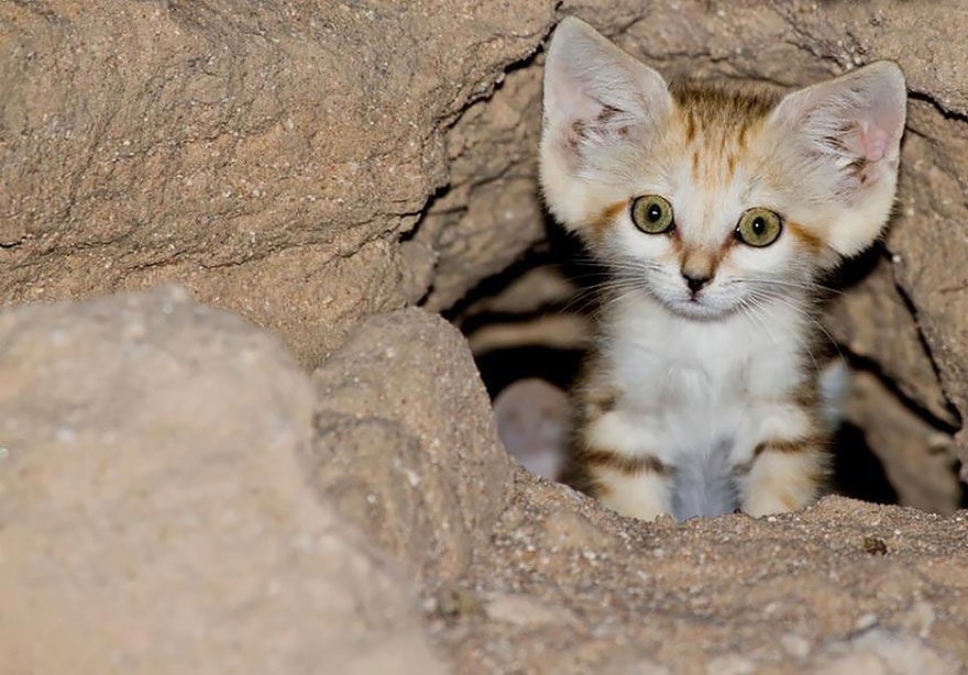 10 самых маленьких диких кошек в мире - Animal.by