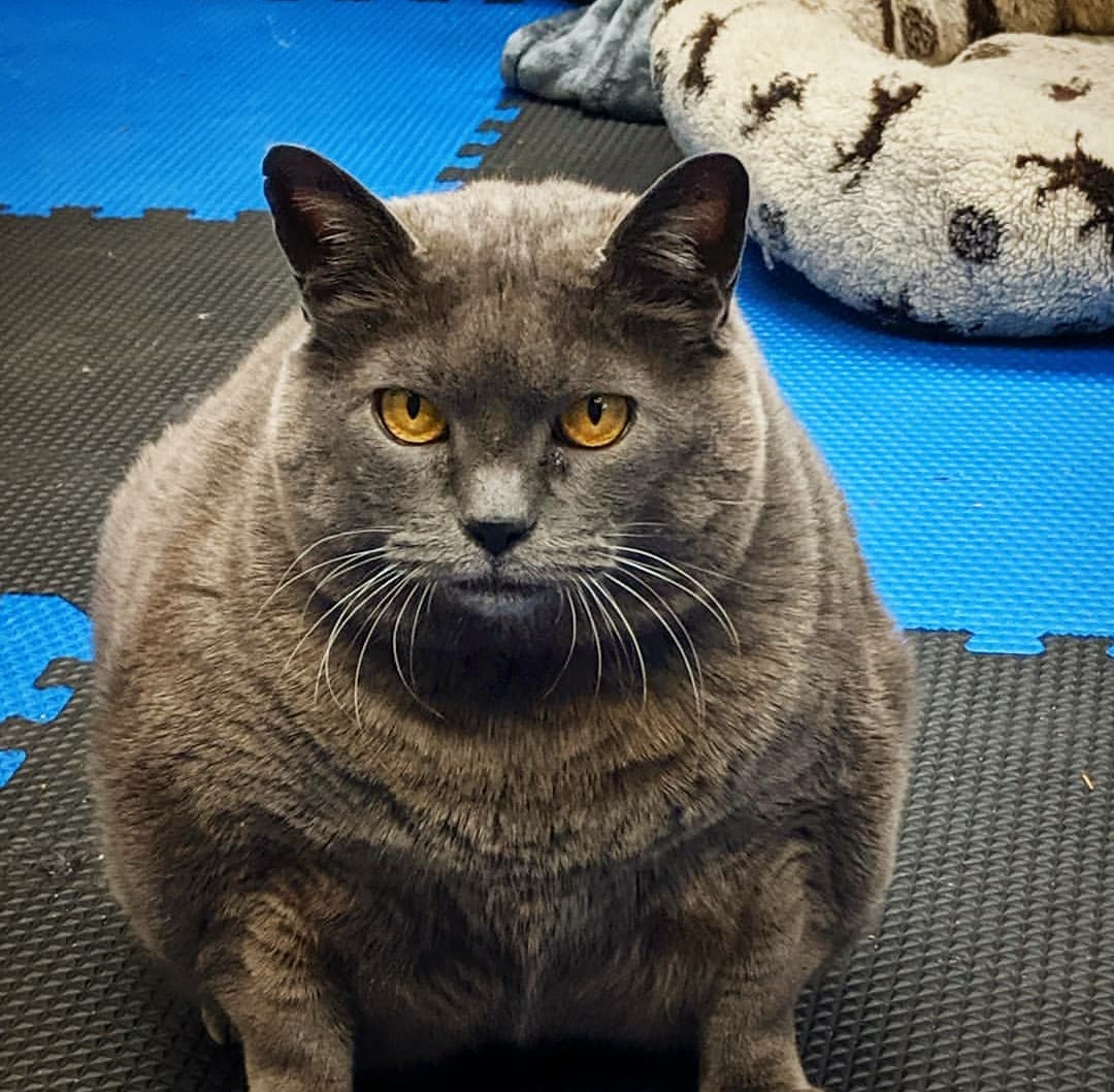 русская голубая толстая кошка