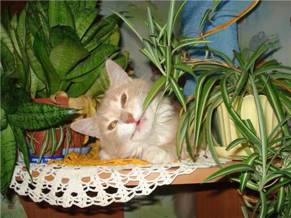 Комнатные растения, опасные для вашей кошки - Animal.by