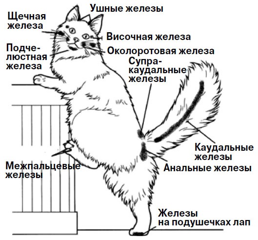 Инструкция: как гладить кошек правильно - Animal.by