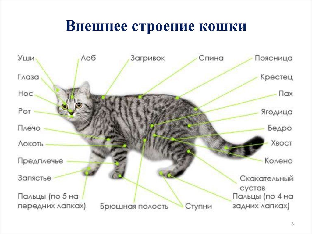 Инструкция: как гладить кошек правильно - Animal.by