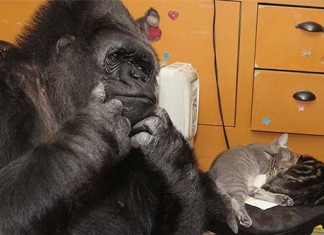 горилла Коко и котята