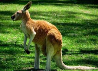 австралийка устроила приют для кенгуру у себя дома
