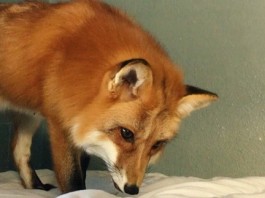 лиса приняла простынь за снег