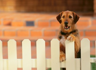 собака и забор