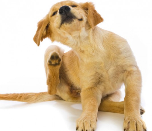 Обзор средств для борьбы с клещами