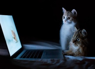как поменялась жизнь котов с развитием технологий