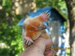 В Витебской области поймали редкого крота-альбиноса