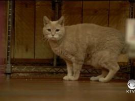 На Аляске умер кот, занимавший пост мэра города на протяжении 20 лет