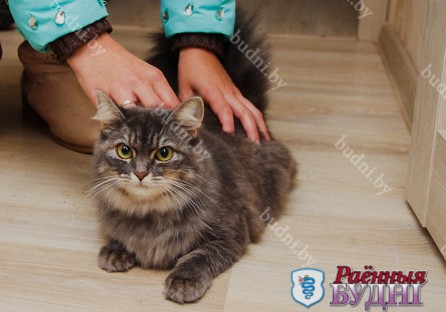 В Пружанах кошка спасла от пожара 6 человек