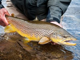 Белорусскому лососю сделали искусственное оплодотворение