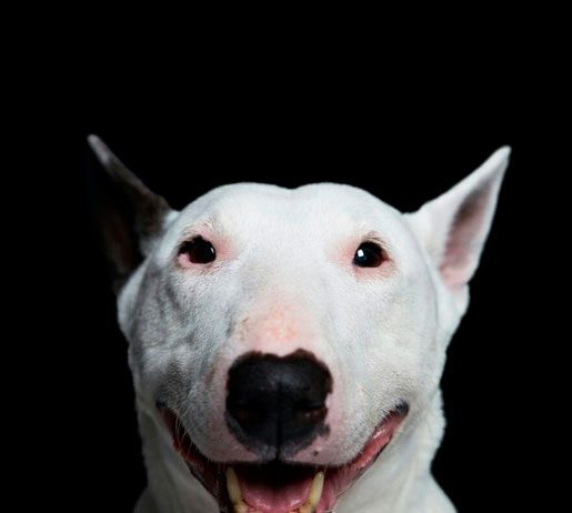 Персонажи: Гэрри – спасённый бультерьер, который лечит детей