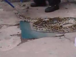 Хозяина питона-потеряшки привлекли к административной ответственности