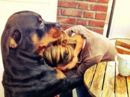 Учёные утверждают: собаки пытаются помочь своим хозяевам пережить стресс