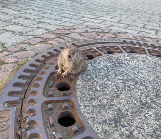 В Германии крыса стала заложницей собственного веса