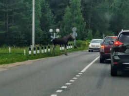 Под Минском лось атаковал автомобили