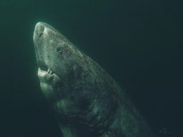 Из Атлантического океана выловили самую старую в мире акулу