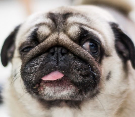 Студия 343 Industries наняла мопса для озвучки своей новой игры