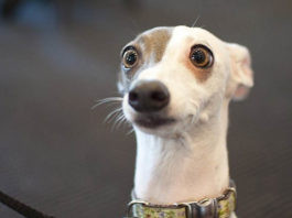 Учёные выяснили, что люди, воспитанные в европейской культуре, лучше считывают эмоции собак