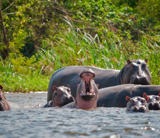 Бегемоты Эскобара могут нанести серьёзный вред экосистеме Колумбии