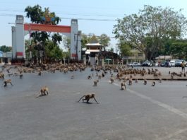 В Таиланде из-за отсутствия туристов обезьяны стали агрессивнее